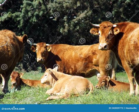 Cows of the Limousine Breed Stock Image - Image of economy, herbivore ...