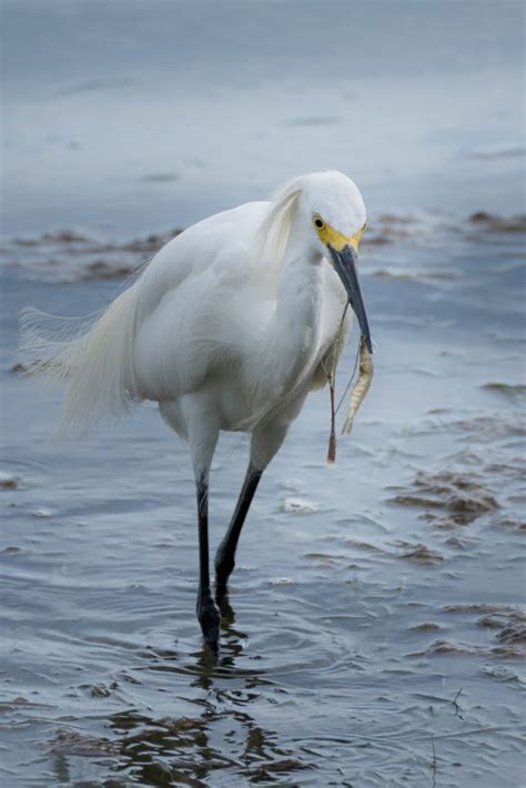 Egret Symbolism & Meaning (+Totem, Spirit & Omens) | World Birds