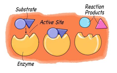 Exploring Enzymes - Scientific American