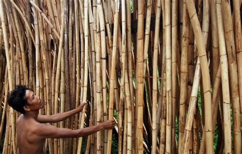 Kayu Rotan Banyak Ditemukan Di Wilayah - Perangkat Sekolah