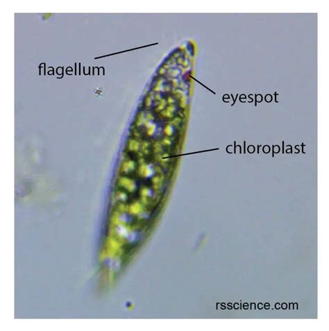 Euglena under a microscope - anatomy, reproduction & facts - Rs' Science