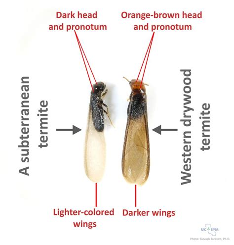 How to distinguish between winged (alate) drywood and subterranean ...