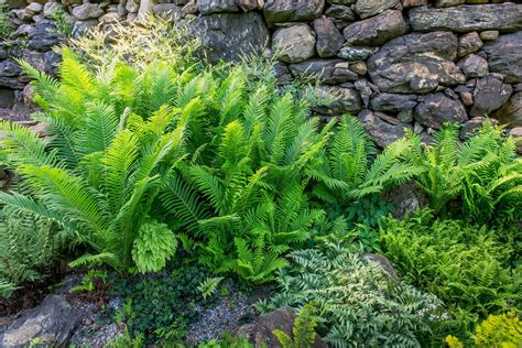 9 Low-Maintenance Ferns to Liven Up Your Shade Garden