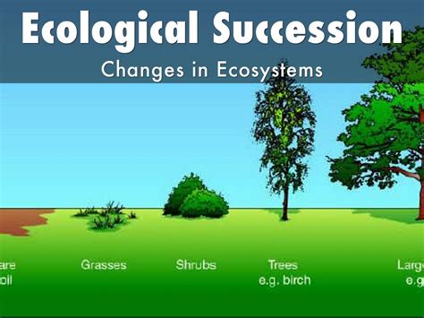 Ecological Succession by Allison Spillman