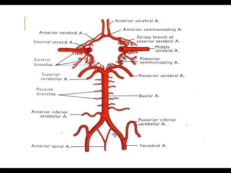 Posterior circulation stroke Syndromes