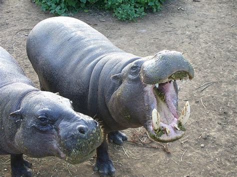 Miniature Hippo Pet