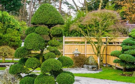 Japanese Style Tree Pruning - How to Guide