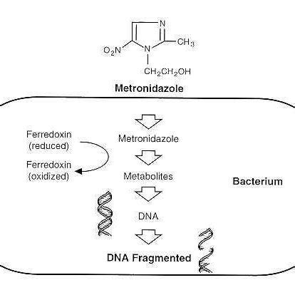 Gras Zivilisieren Verlangen metronidazole mechanism of action ...