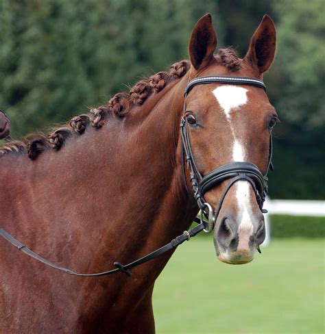 Free Horse mane braid 2 Stock Photo - FreeImages.com