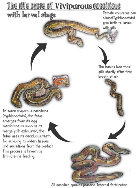 life cycle of caecilians by Udithraj on DeviantArt