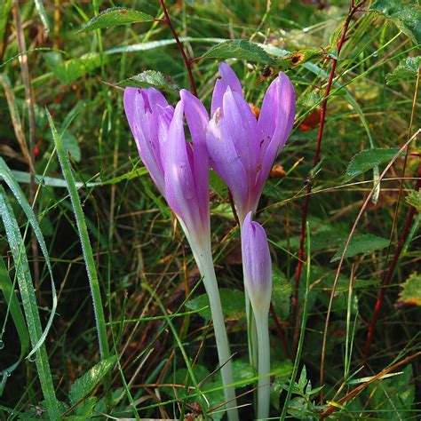 Colchicum autumnale - Autumn Crocus. Good source for late pollen and ...