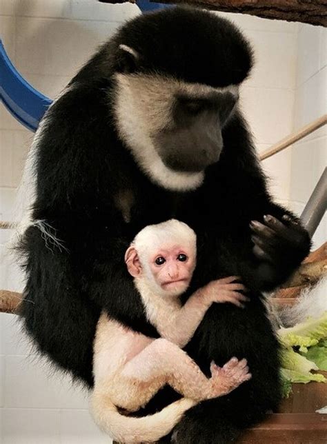 Baby colobus monkey born to pair at Binder Park Zoo - mlive.com