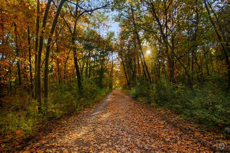 Autumn forest background 276610-Autumn forest background video