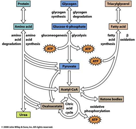 Coenzymes & Metabolism