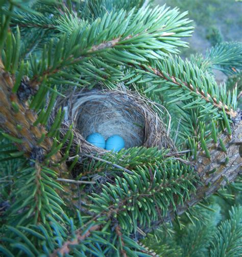 Ronna's Blog: Chipping Sparrow Nest