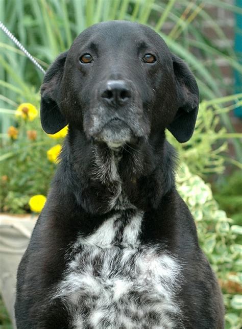 Black Lab English Setter Mix - MIXERXA