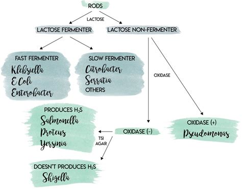 Gram-Negative Lab Algorithm | Algorithm, Medicine, Nursing school survival