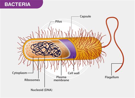 Current Affairs 2020 Topics for IAS Exam-Virus and Bacteria borne ...