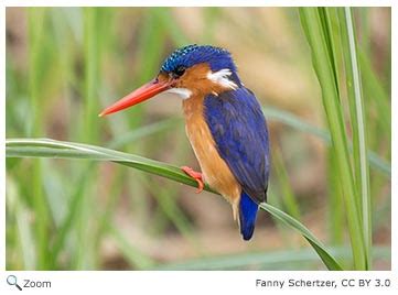 Alcedinidae - Kingfishers | Wildlife Journal Junior