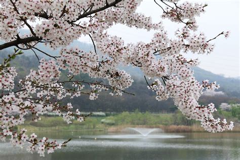 15 BEST Cherry Blossom Viewing Places Around the USA