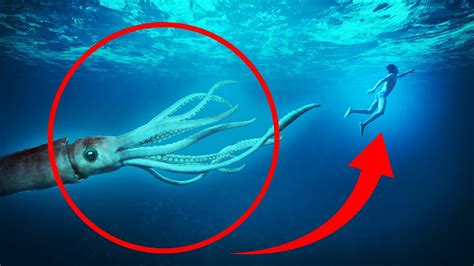 8 Giant Squid Encounters You Really Shouldn't Watch - YouTube