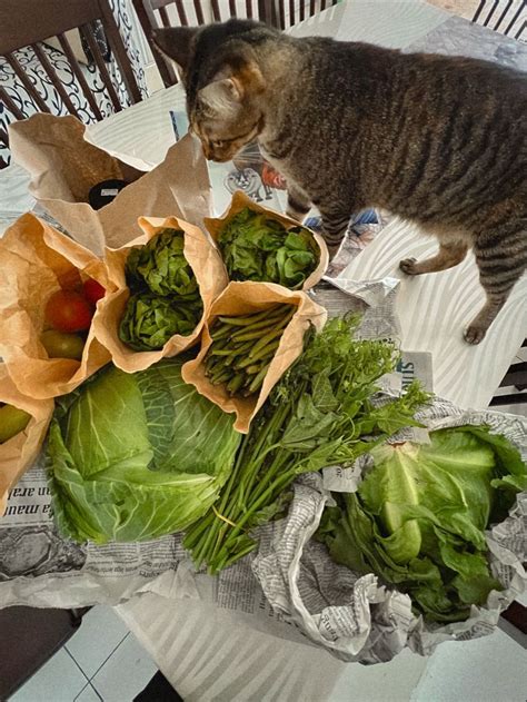 Veggies and cat | Veggies, Cats