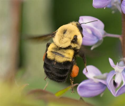 Brown-belted Bumble bee, Bombus griseocollis - Bumble Bees of ...