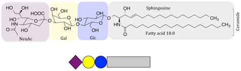 Frontiers | Molecular Recognition of Gangliosides and Their Potential ...