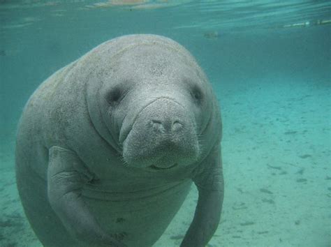 Manatee Habitat