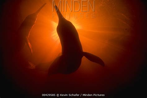 Amazon River Dolphins - Minden Pictures