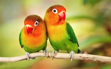 Beautiful Tropical Birds Colorful Parrots Love Birds Parrots On Branch ...