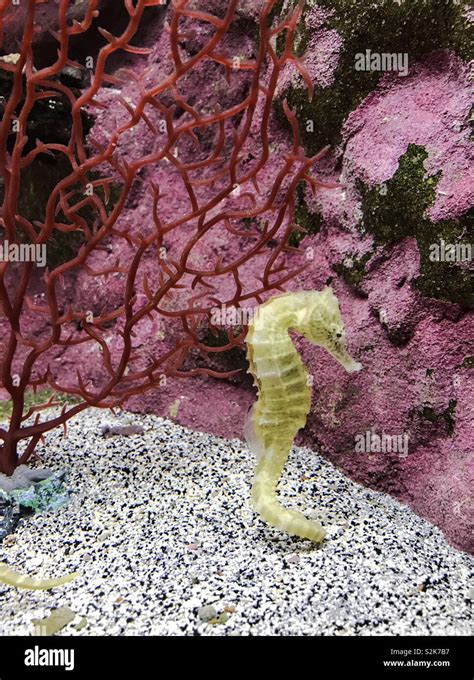 Long-Snouted Seahorse (Hippocampus Guttulatus) in Belle Isle Aquarium ...