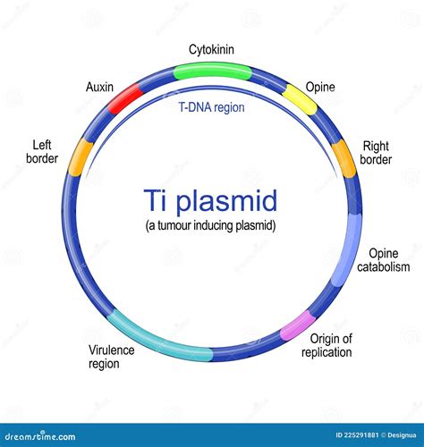 Ti Plasmid Structure. Tumour Inducing Plasmid Stock Vector ...