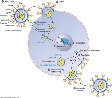 Label The Steps Shown For Hiv Retroviral Replication