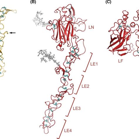 Crystal structures of laminin short arm fragments (A) Laminin γ1 LE7-9 ...