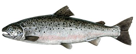 Atlantic Salmon | Fishing Tasmania