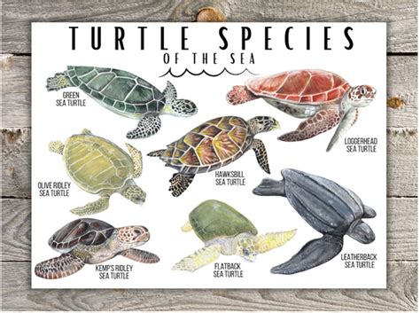 Types Of Sea Turtles