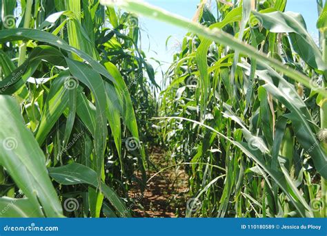 A row corn. stock image. Image of nature, southafrica - 110180589