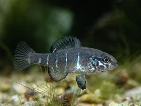 Spring Pygmy Sunfish — Conservation Fisheries