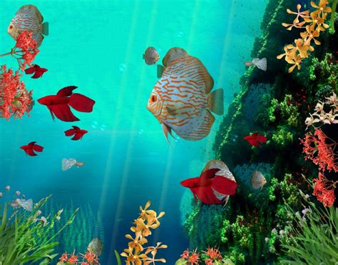 3D Fish Desktop Wallpapers - Top Free 3D Fish Desktop Backgrounds ...