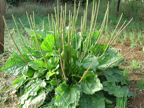 Todo Natural: Propiedades Naturales del LLanten o Plantago Lancelota.