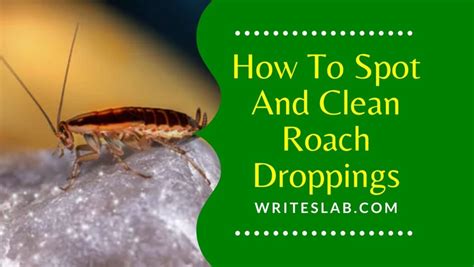 How To Spot And Clean Roach Droppings - The WritesLab