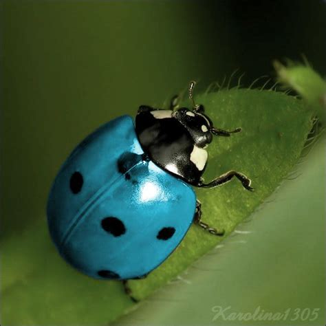 Blue ladybug by Karolina1305 on deviantART | Animaux adorables ...