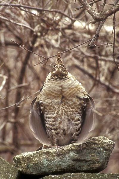 Ruffed Grouse Grouse drumming on old stone wall in New