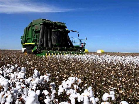 Top Cotton Producing Countries In The World | Vote2Sort | Economy ...