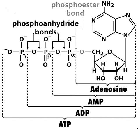 How many phosphoester (phosphate ester) and phosphoanhydride bonds are ...