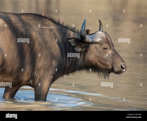 African water buffalo hi-res stock photography and images - Alamy