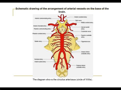 Posterior circulation stroke Syndromes