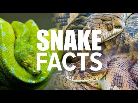 100 Snake Facts That Will Swallow You Whole - Facts.net