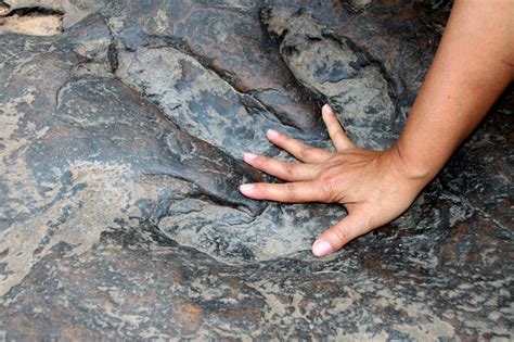 Where To Find Dinosaur Fossils and Footprints in Arizona - Rock Seeker